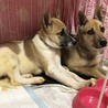 大型犬仔犬 生後3か月男の子 サムネイル2