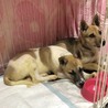 大型犬仔犬 生後3か月男の子 サムネイル3