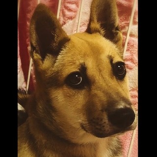 大型犬仔犬 生後3か月男の子