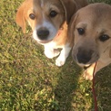 二ヶ月半の可愛い姉妹の仔犬
