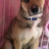 大型犬仔犬 生後3か月男の子 サムネイル5