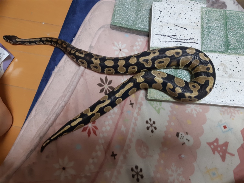 ボールパイソンの里親募集 新潟県 爬虫類 他の里親募集 2591 ペットのおうち 月間利用者150万人 ボールパイソンの里親募集 新潟県 爬虫類 他の里親募集 2591 ペットのおうち 月間利用者150万人