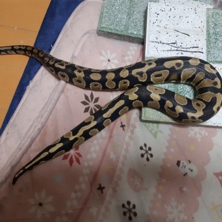 ボールパイソンの里親募集