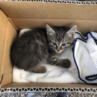 子猫の飼い主募集
