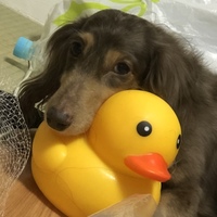 ここあ