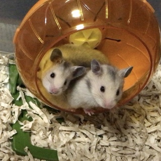 〆ゴールデンハムスター赤ちゃんの里親様募集です。