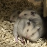 〆ゴールデンハムスター赤ちゃんの里親様募集です。 サムネイル2