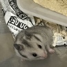 〆ゴールデンハムスター赤ちゃんの里親様募集です。 サムネイル3