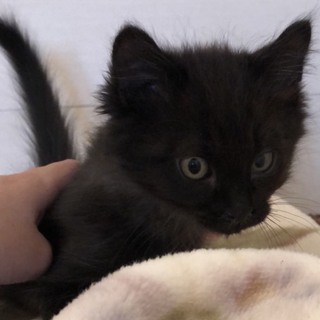 フワフワかわいい男の子です❗️