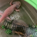 ウーパールーパー、アカハライモリ×２、ゼニガメ