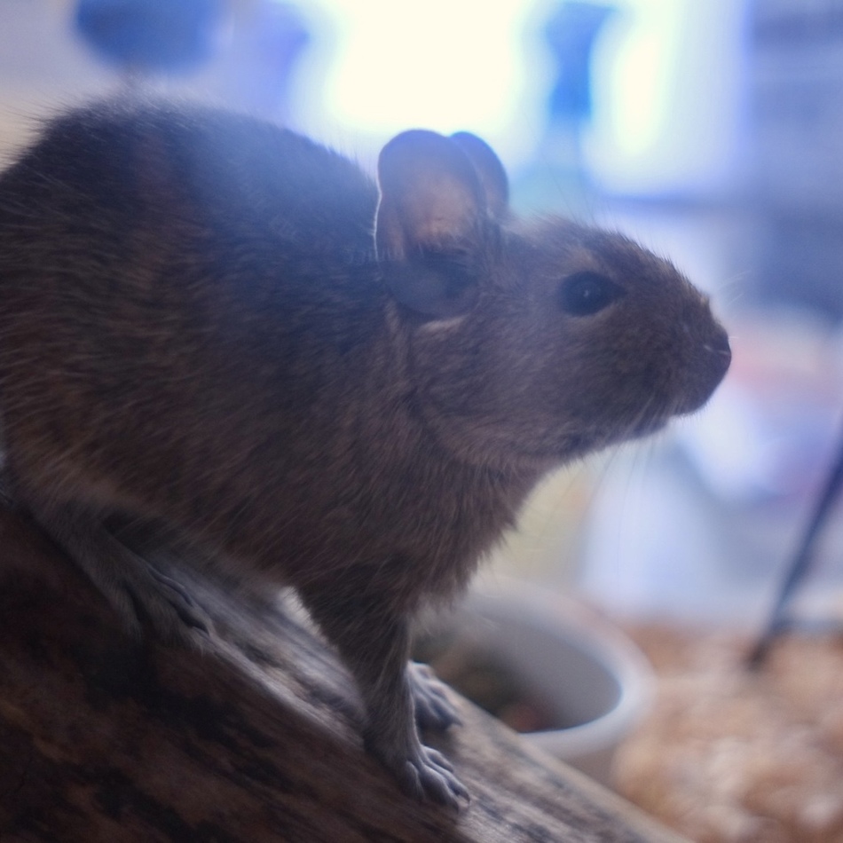 キューちゃんのカバー写真