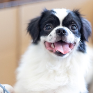 この子を助けてください。