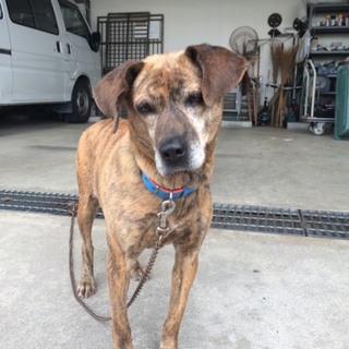 この子を助けてください。