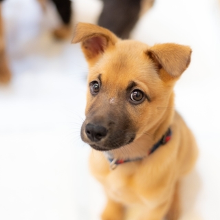 子犬ちゃんの家族を探しています