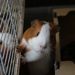 2018年12月6日生まれオス