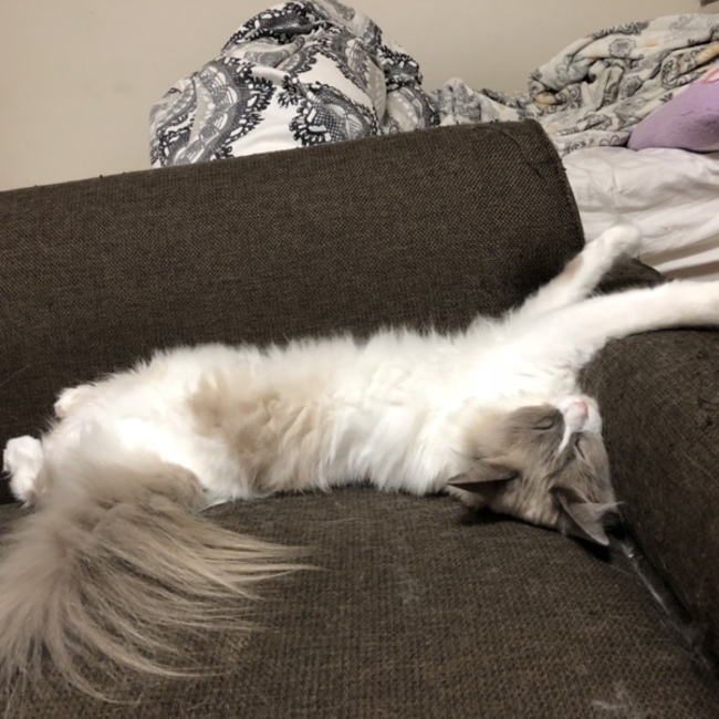 ともみみみみのカバー写真