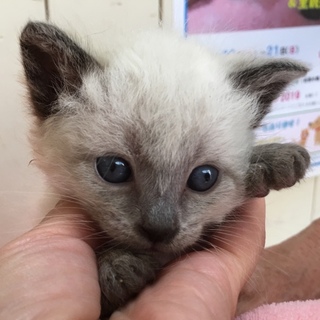 ありがとうございます。ショウヘイ君