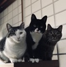 ユッちゃん、寂しいね・・・コタっちは可愛くてかっこよくて最高の弟だったもんね。パパッチとママッチは大丈夫かな。私たちの愛を贈るよ。