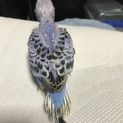 セキセイインコのヒナです