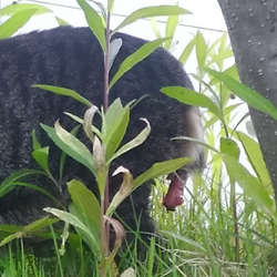 けいちゃん　痛みがあるのかないのか？