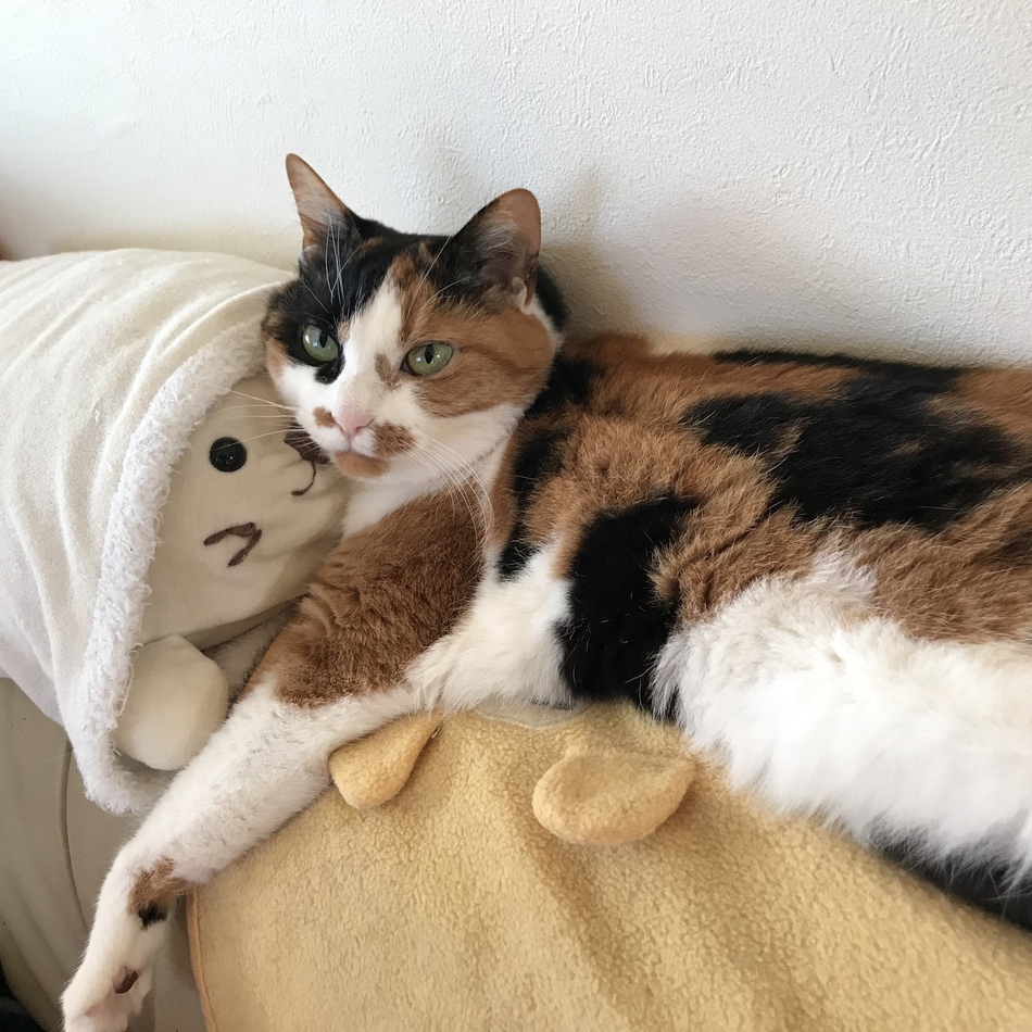 COCOのカバー写真
