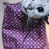 さおりんご☆