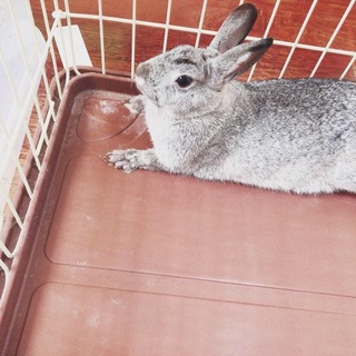 可愛いがってくださるかた。