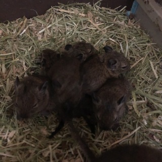 平成最後の日、誕生したデグー。残り１匹募集