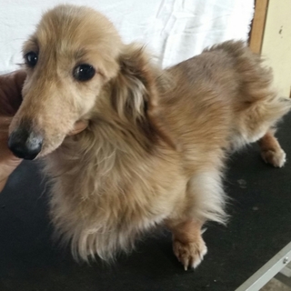 アリスン里親募集