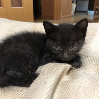 これから可愛い盛りの兄妹猫