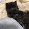 これから可愛い盛りの兄妹猫 サムネイル2