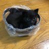 これから可愛い盛りの兄妹猫 サムネイル5