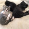これから可愛い盛りの兄妹猫 サムネイル7