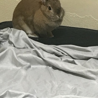 うさちゃんの里親募集しております。