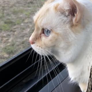 白 マンチカン★瞳の綺麗な女の子 6歳