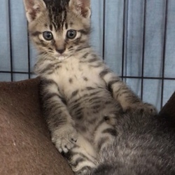 ＊幸せ探しのネコ譲渡会＊子猫＊