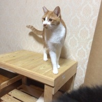 こまち