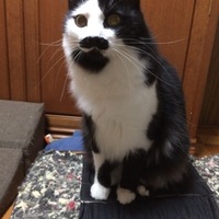 はちまん
