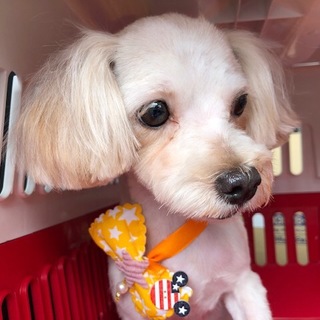 トイプードルとマルチーズのミックスメス 4.5才