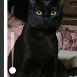 久留米市/黒猫♂里親募集