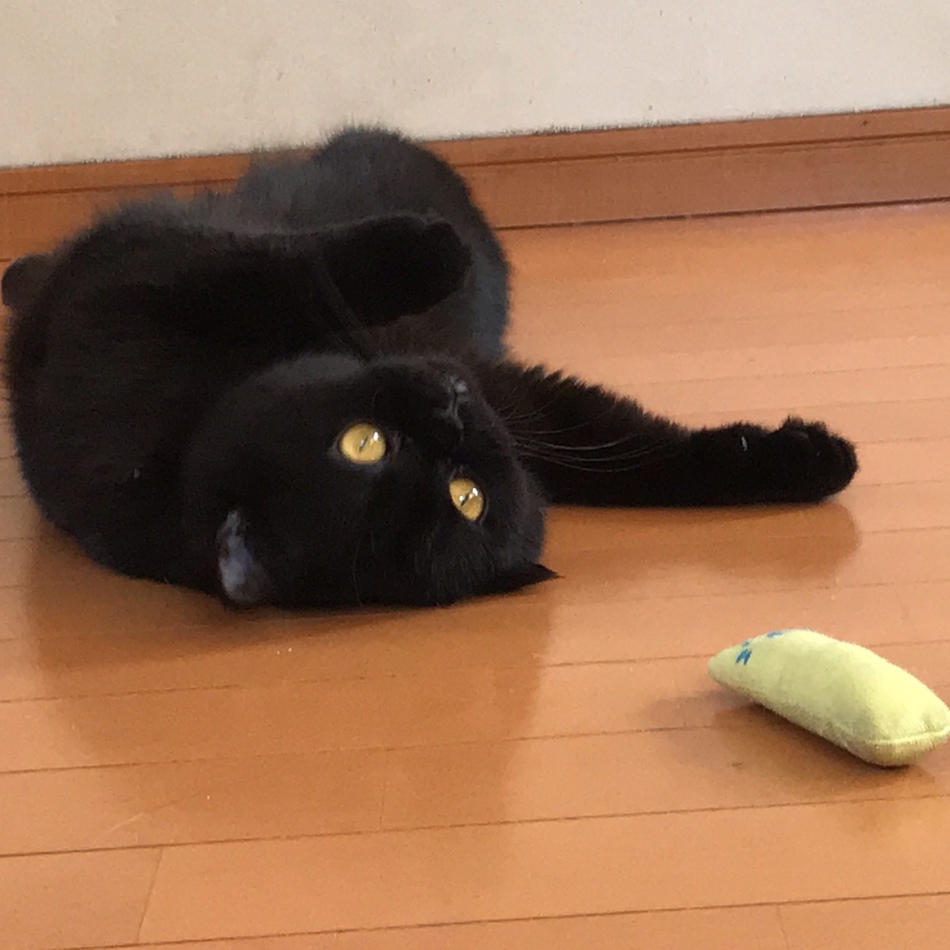 うにのカバー写真