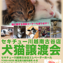 川越南古谷セキチュー犬猫譲渡会