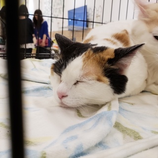 センター引き出し、甘え上手な癒し系の白三毛さん