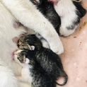 子猫の里親募集中