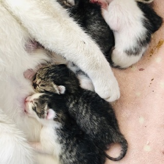 子猫の里親募集中