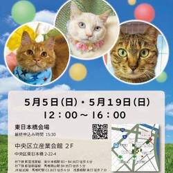 ねこざんまい譲渡会@東日本橋