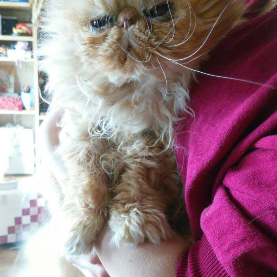 茶子のカバー写真