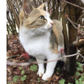 久留米市、福岡市近郊/三毛猫 里親募集中
