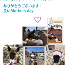 周南の野犬ちゃん、里親さまより