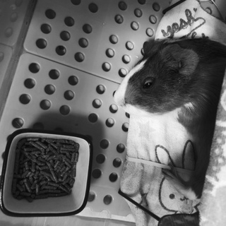 里親募集です。